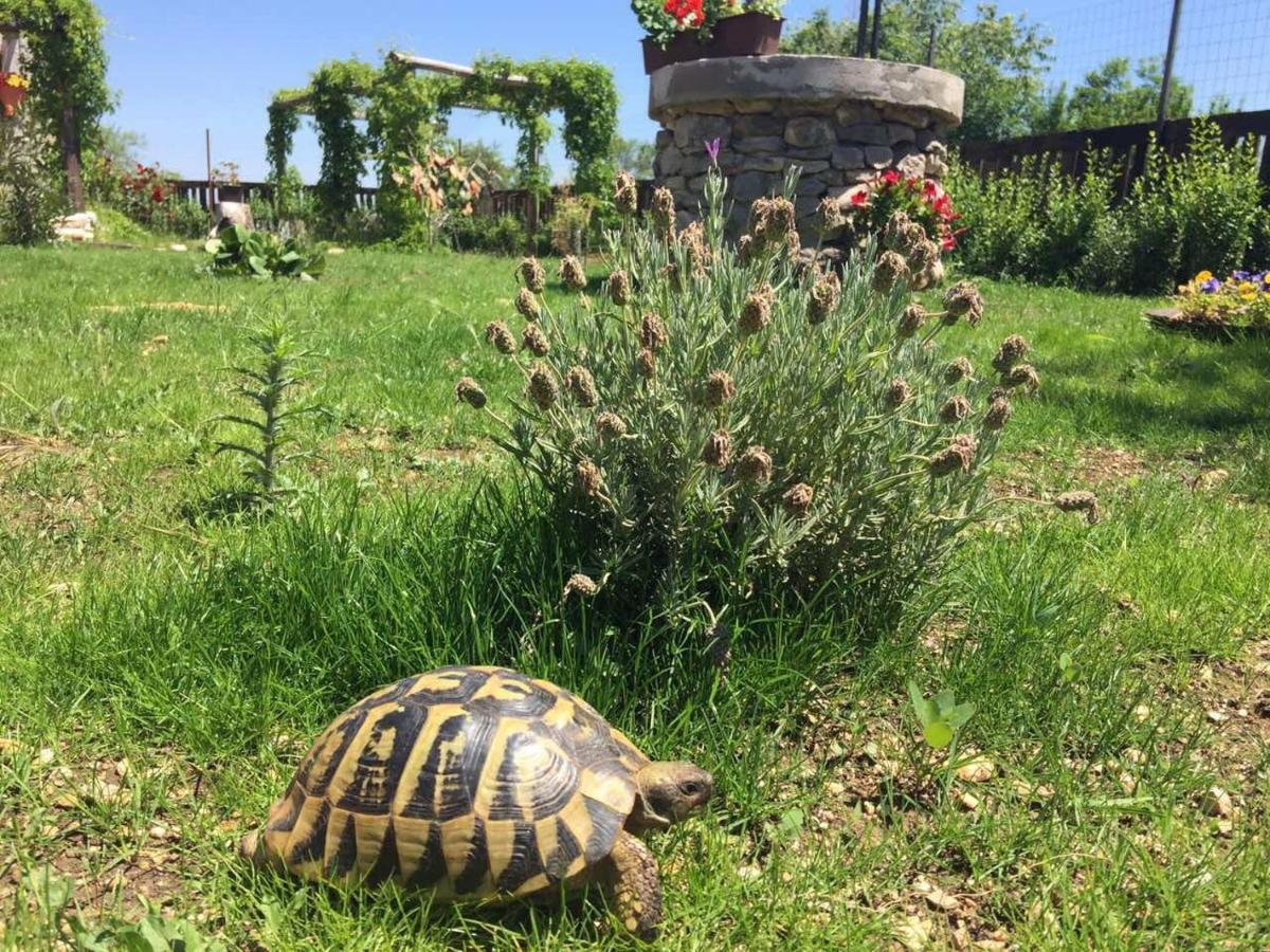 Kuca Za Odmor Joko I Jeka Bogatić Exterior foto